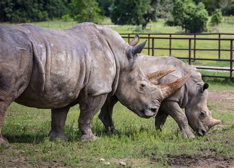 Southern White Rhinoceros – Fossil Rim Wildlife Center