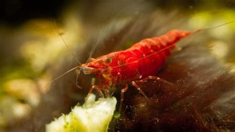 Cherry Shrimp Feeding Guide (The Best & Worst Food Options) - Avid Aquarist