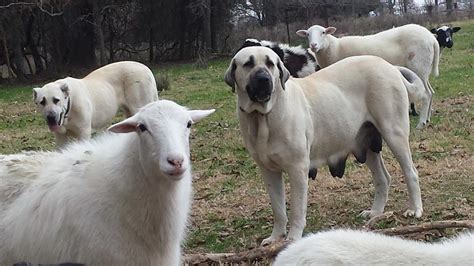 Turkish Boz Shepherd — Natural Born Guardians