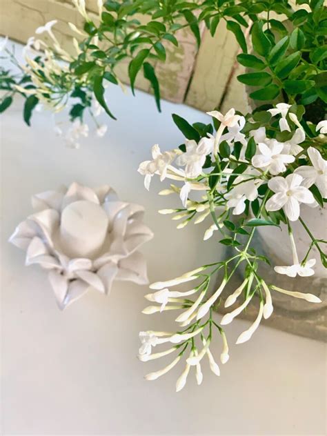 Indoor Jasmine Care: Tips for a Healthy and Happy Plant - Celebrated Nest