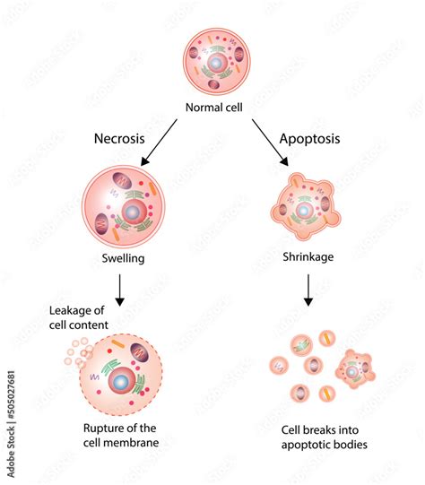 Necrosis and apoptosis of normal cell. cell death labeled outline diagram. Vector illustration ...