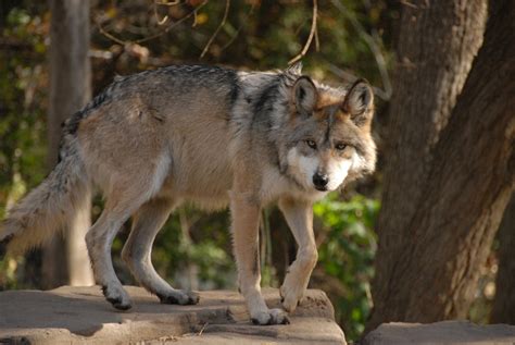 El lobo mexicano deja la lista de especie extinta via @laviejaguardiaa