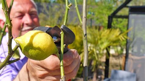 Citronnier En Pot Ou En Terre