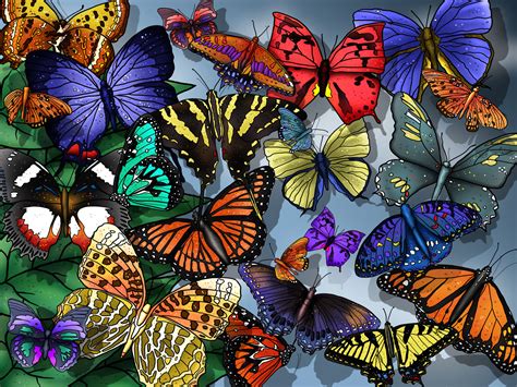 Wallpaper Of So Many Butterflies | Free Wallpaper World