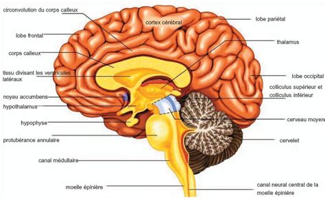 Neurologie