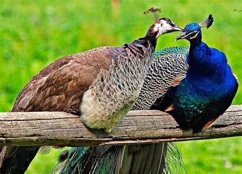 Peacock couple image via Colorfull at www.Facebook.com/colorfullss | Beautiful birds, Animals ...