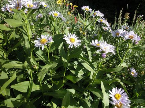 Aster (Asteraceae) image 987 at PhytoImages.siu.edu