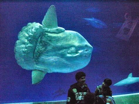 File:Mola mola ocean sunfish Monterey Bay Aquarium 2.jpg