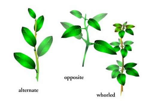 Basal Leaf Arrangement