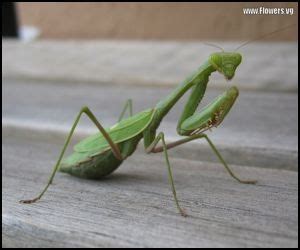 Green Praying Mantis | Insekten