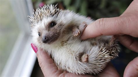 Calling all hedgehog lovers! TODAY wants to see your unusual pets