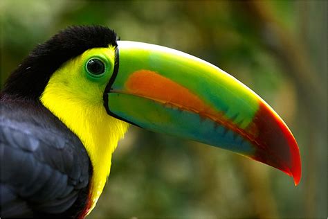 Toucans - AWESOME ANIMALS