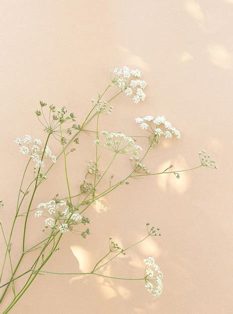 Premium Photo | White flowers and sunlight on beige wall. Aesthetic ...