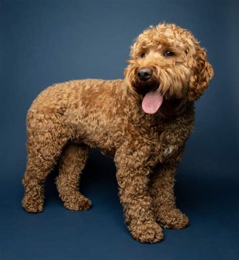 Cavapoo Dog Breed Information | Dogs 101 Cavapoo