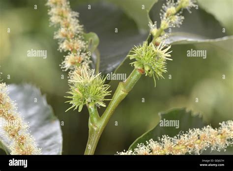 Sweet Chestnut - Castanea sativa Fagaceae - in flower Stock Photo - Alamy