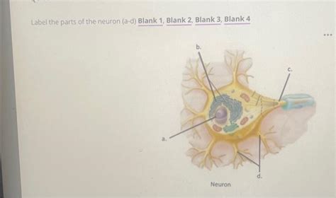 Solved Label the parts of the neuron (a-d) Blank 1, Blank 2, | Chegg.com