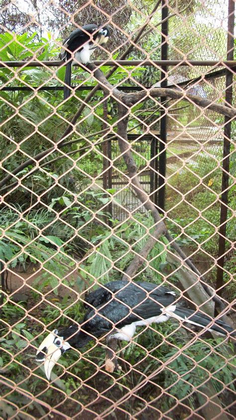 Kebun Binatang Bandung: The Most Depressing Zoo Ever? - The HoliDaze