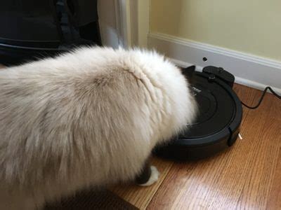 Customer Product Review: iRobot Roomba 805 | Good for Ragdoll Cat Hair