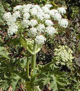 Growing Angelica Sinensis or Chinese Angelica Angelica sinensis is a ...