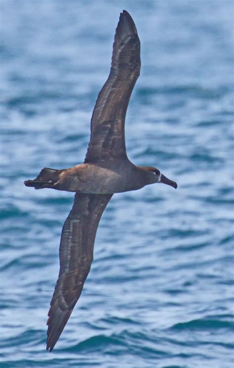 Black-footed Albatross | San Diego Bird Spot