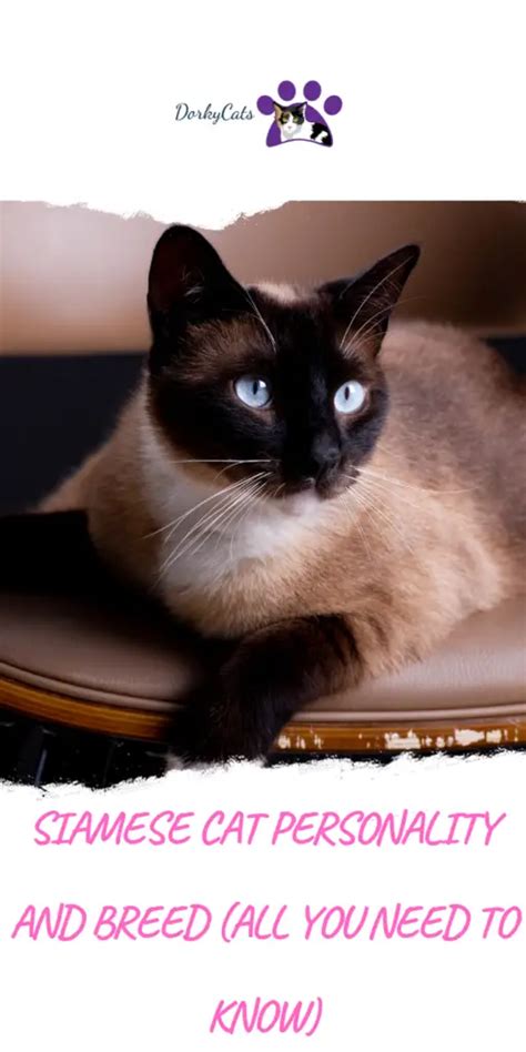 SIAMESE CAT PERSONALITY AND BREED (ALL YOU NEED TO KNOW) - DorkyCats