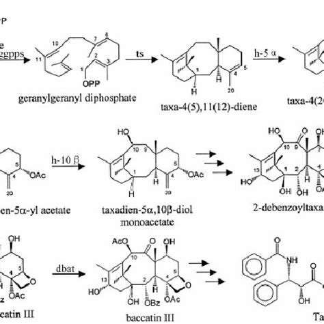 The cloned genes involved in Taxol biosynthesis pathway in Taxus ...