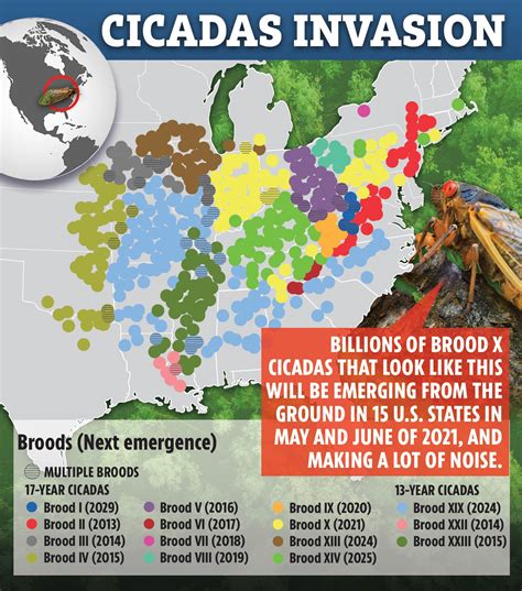 Cicadas 2021 map: Where are the Brood X insects now? | The US Sun