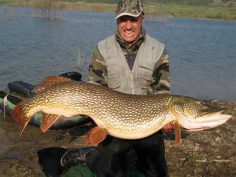 This incredible world record size northern pike weighed in at 52 pounds (24kg) – just a few ...