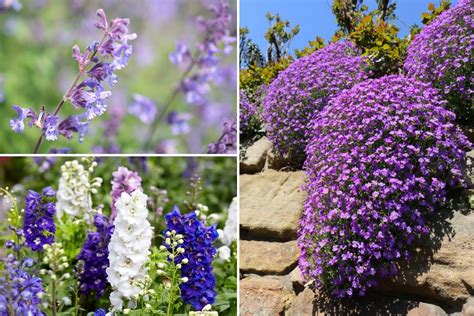 15 winterharte Stauden für sonnige Standorte - Gartenlexikon.de