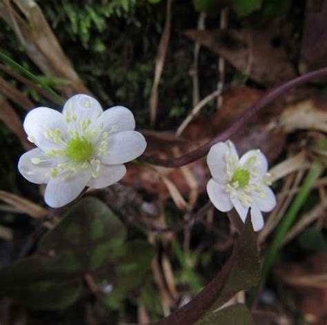 Wildflower Hikes in North Alabama