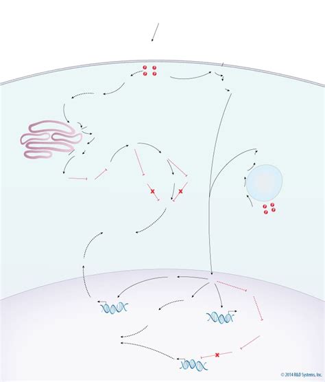 MAPK Signaling Pathway: Mitogen Stimulation Pathway: R&D Systems