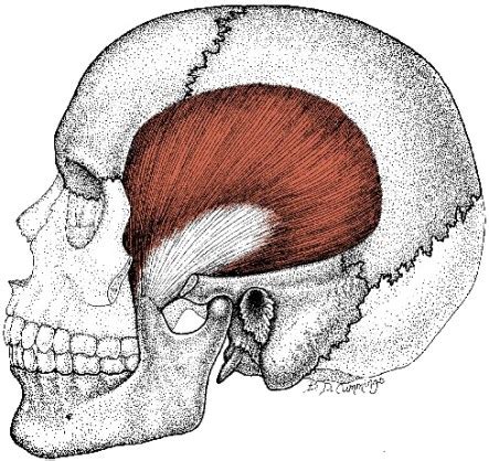 Temporalis Muscle: Location and Actions – triggerpointselfhelp.com