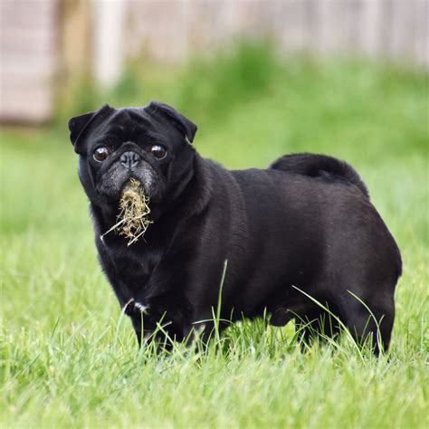 How To Keep Your Dog From Eating Grass