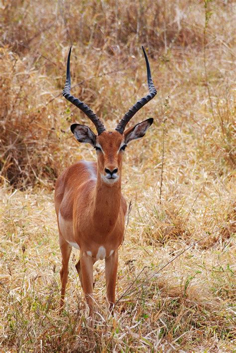 Free Images : prairie, wildlife, horn, africa, mammal, national park ...