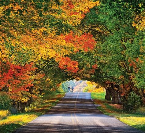 Tunnel of Trees on M-119 in USA