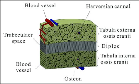 Sandwich structure of the skull. | Download Scientific Diagram