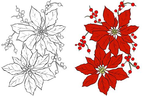 Poinsettia Flower Coloring Page Free Stock Photo - Public Domain Pictures