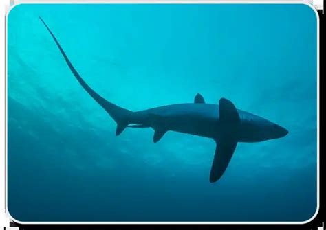 Thresher Shark Attack