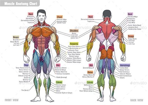 Muscle Anatomy Сhart | Human muscle anatomy, Muscle anatomy, Body ...