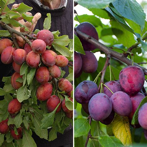 Victoria & Czar Plum Patio Fruit Tree - 2 Varieties on 1 Bare Root Tree