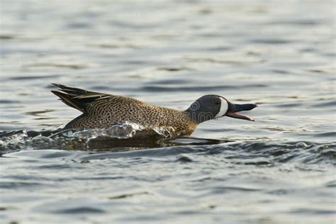 Splashing Duck stock image. Image of waterfowl, flapping - 32168659