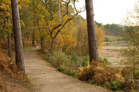 Delamere Forest | Forestry England