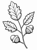 Twig Acorns Coloring Images  Free Download On Freepik sketch template