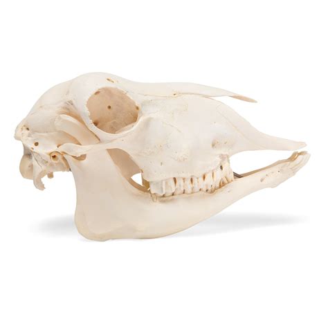 Domestic Sheep Skull (Ovis aries), Male, Specimen - 1021029 - T300181m - Farm Animals - 3B ...