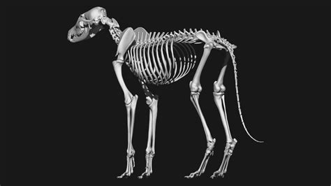 ArtStation - Fox skeleton | Resources