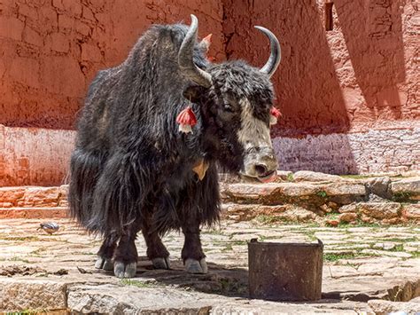 Tibetan Animals Unique to Tibet - Hole in the Donut Cultural Travel