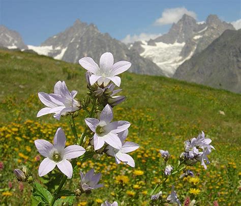 Mountain Flowers of Georgia