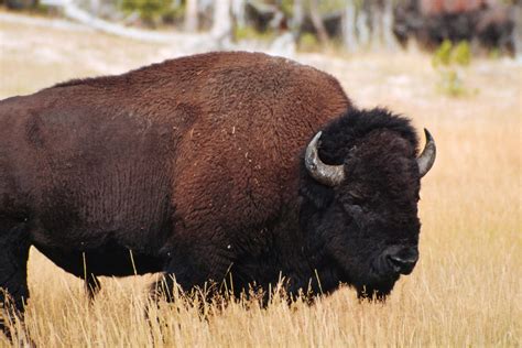 Pin by Mr. Horseman on wild cattle | Mammals, United states history, Bison