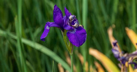 Japanese Iris Growing & Care Guide - The Garden Magazine