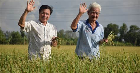 Towards sustainable rice production in Vietnam | Rikolto en Latinoamérica